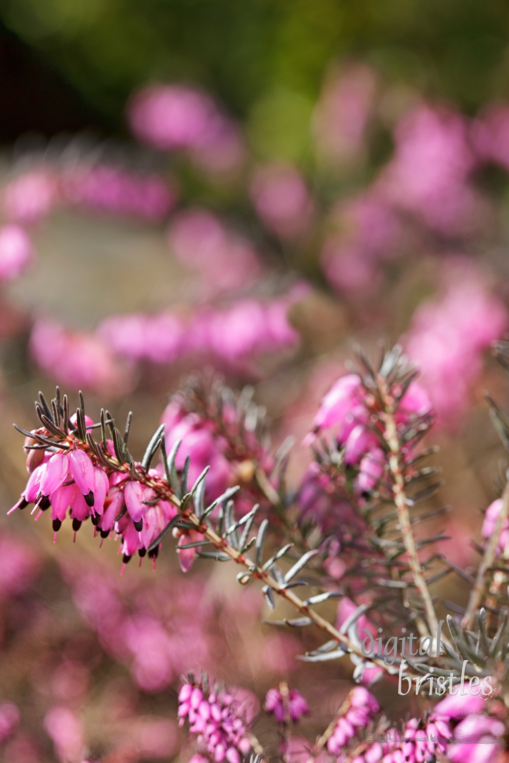 Heather blooms in winter sunshine