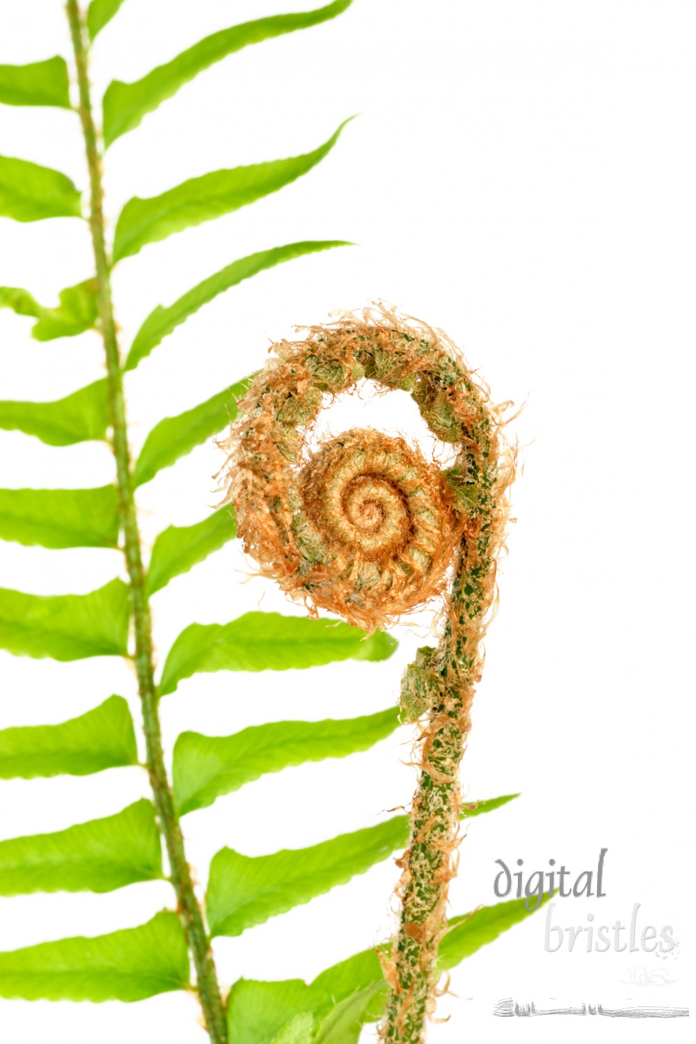 Sword fern fiddlehead beginning to uncurl with new leaf in the background