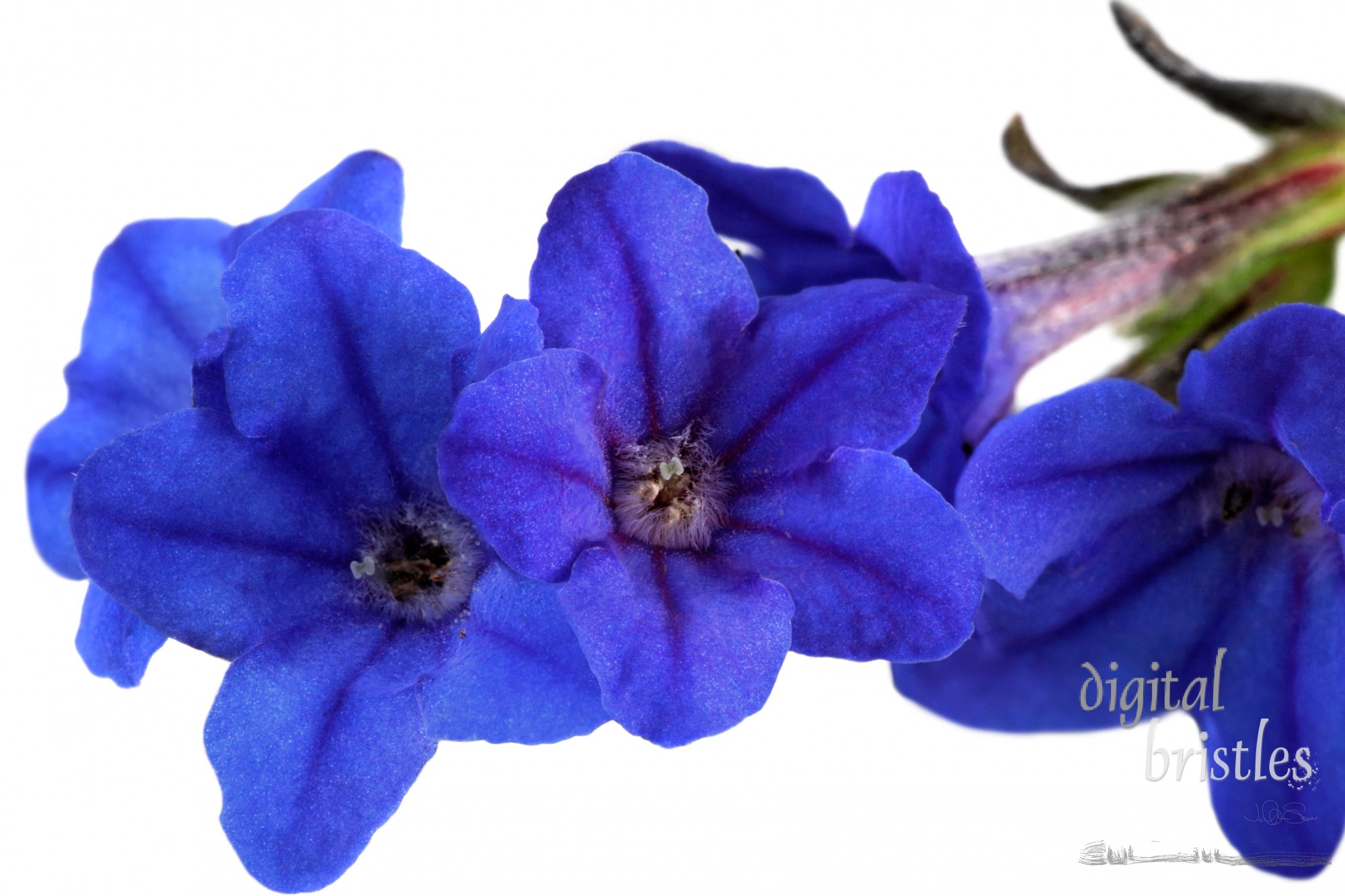 Vivid Lighodora Heavenly Blue - lithodora diffusa - flowers