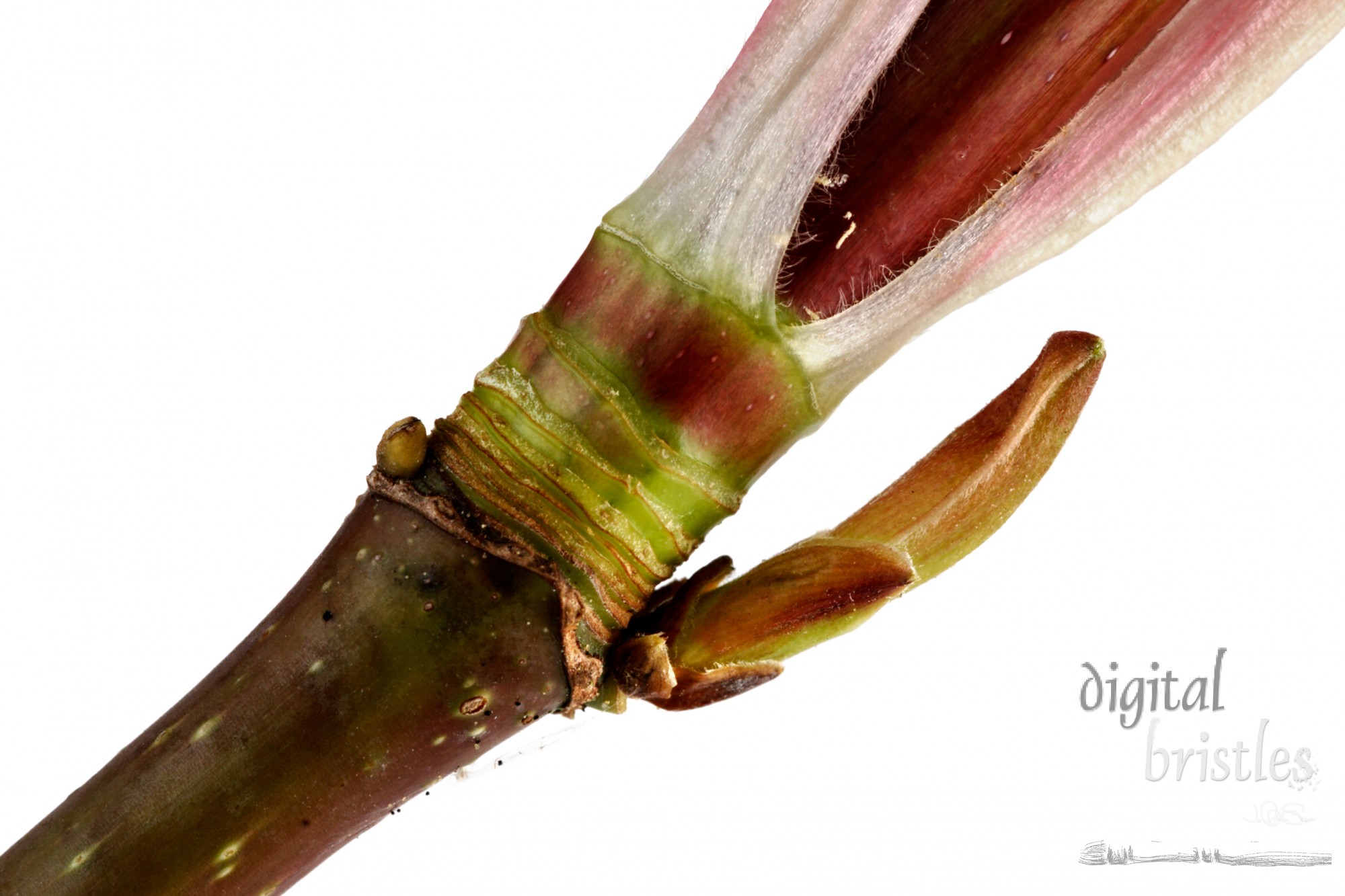 New growth on a big leaf maple (acer macrophyllum) branch showing terminal bud scale scars