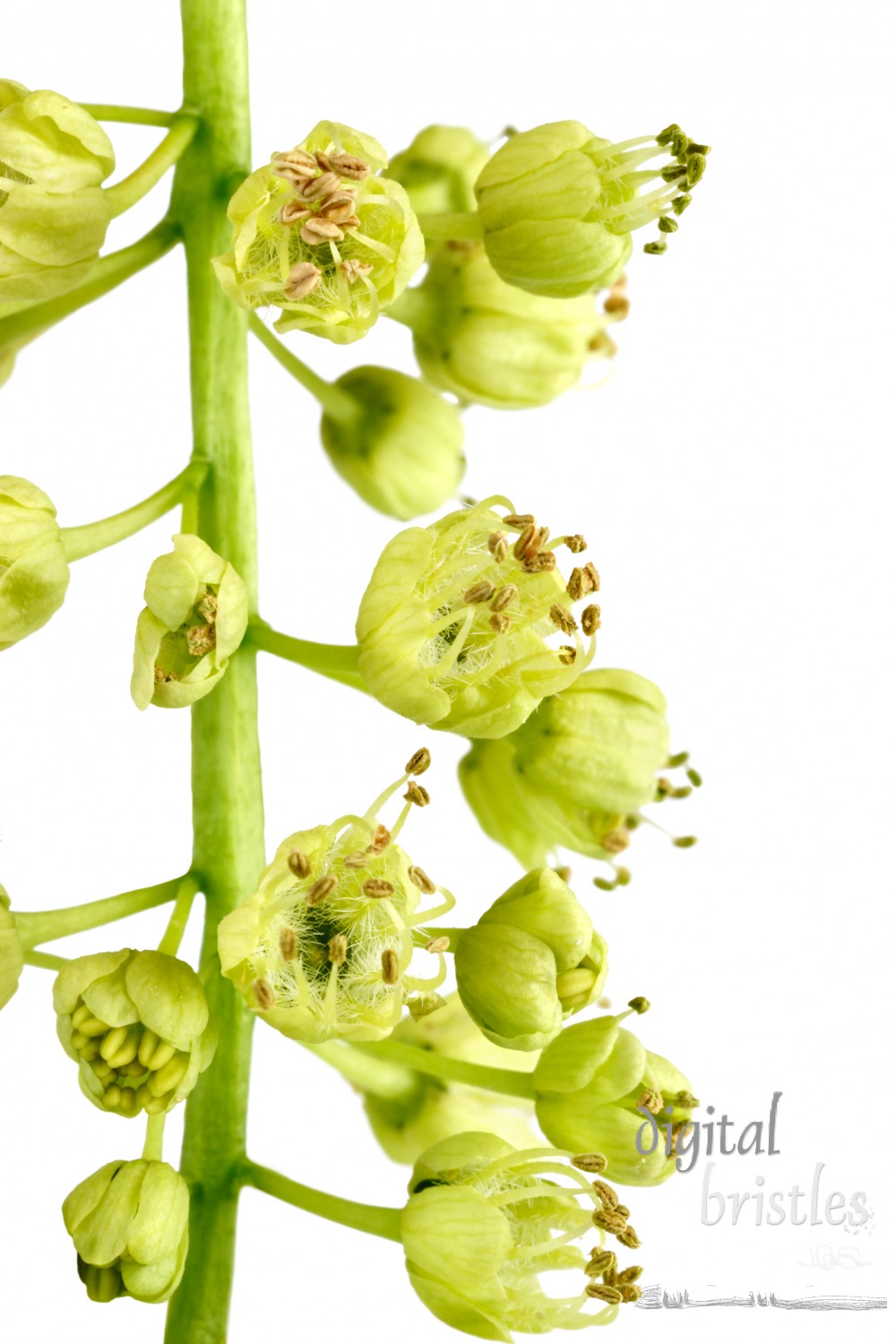 Spring flowers of the big leaf maple tree, acer macrophyllum