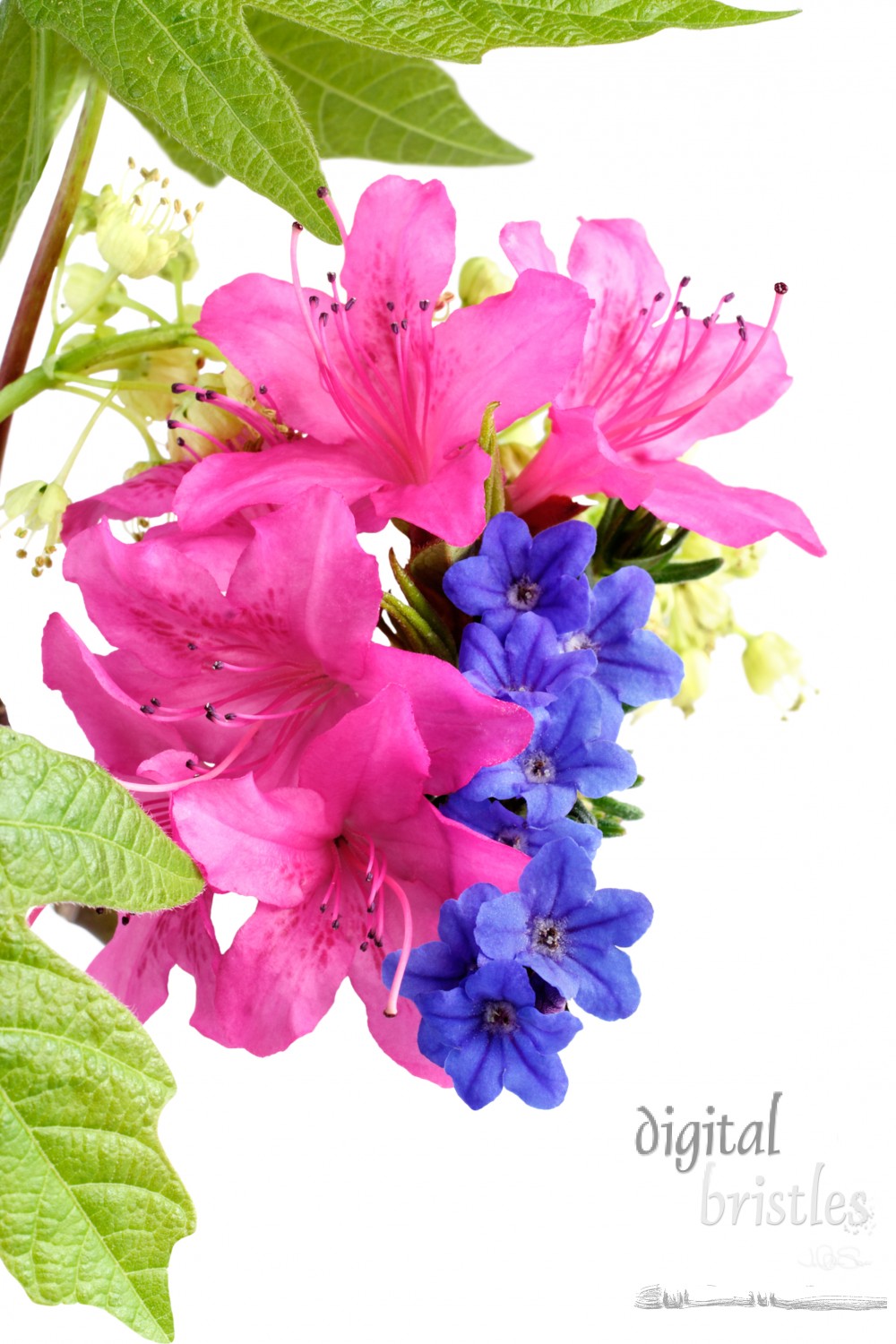 Magenta azaleas, Heavenly Blue lithodora and new maple leaves & flowers