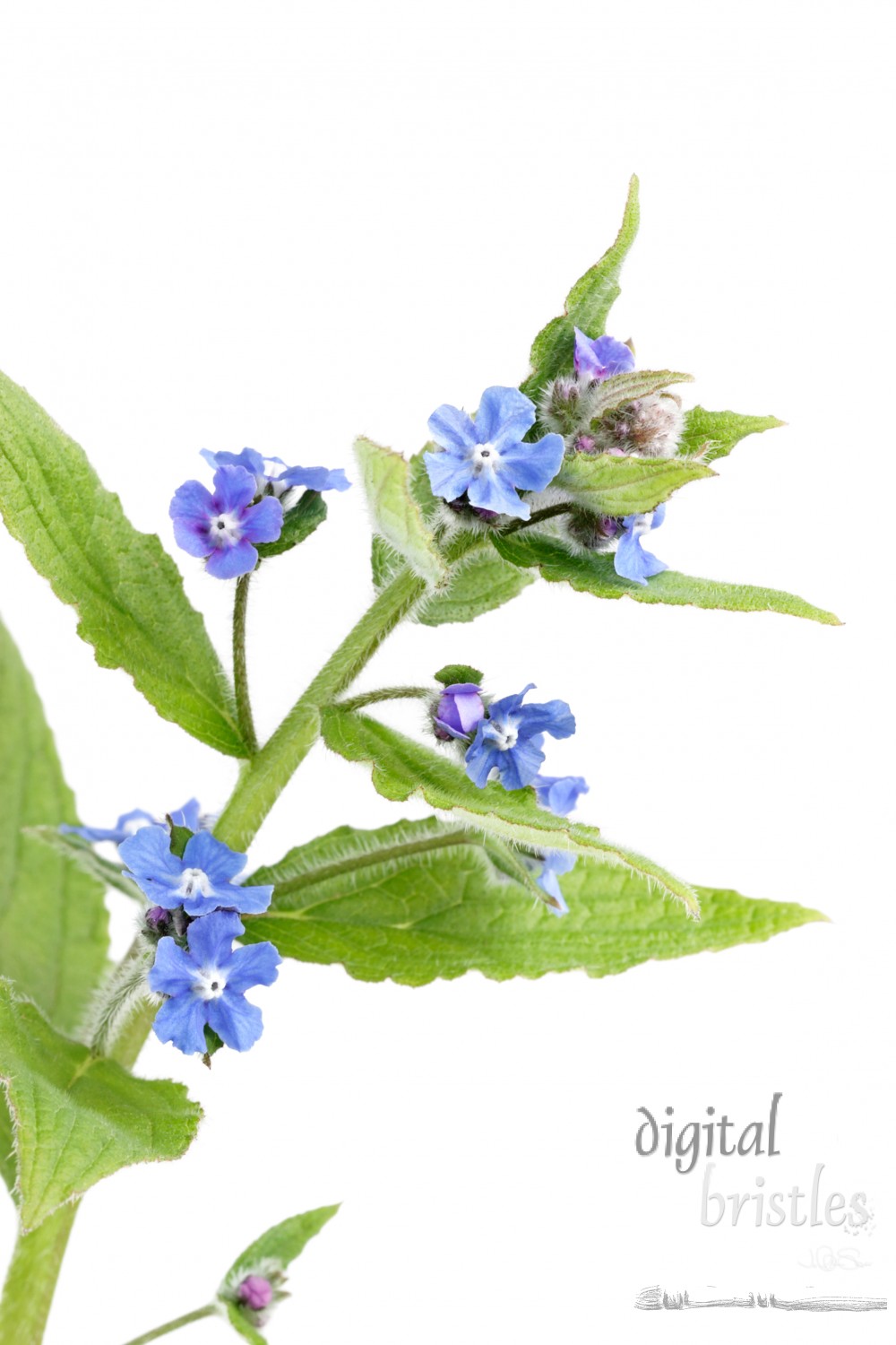 Blue wild comfrey (cynoglossum virginianna) flowers