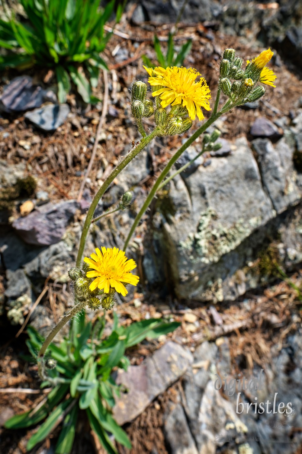 Suburban garden has wild yellow hawkweed flowers on their long spindly stems