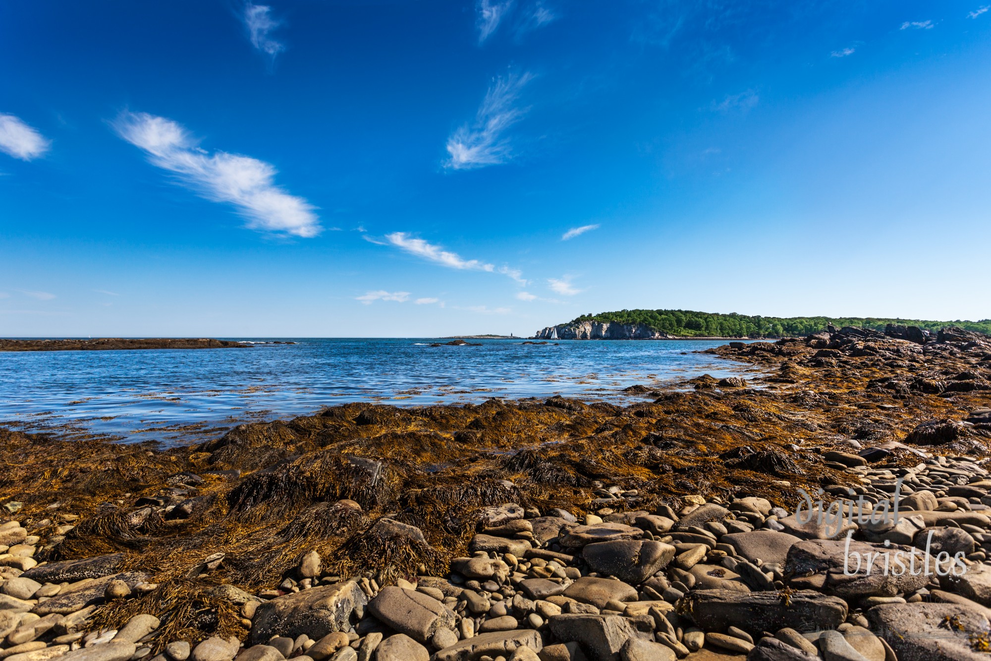 Rocky, seaweed covered beach at Ryefield Cove on Peaks Island, Casco Bay, Maine