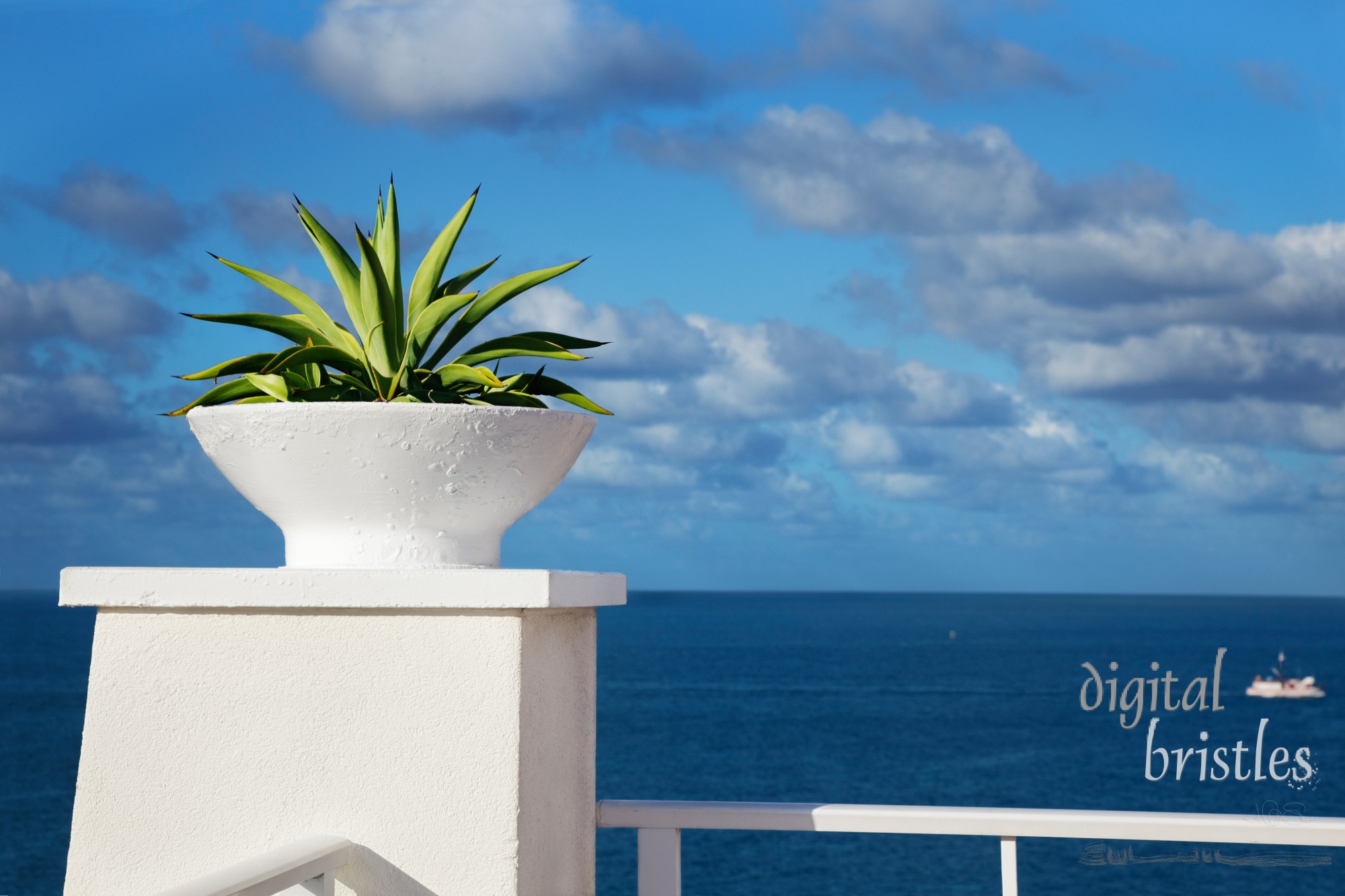 Plant perched on the edge of a cliff-top terrace looking out over a tropical ocean