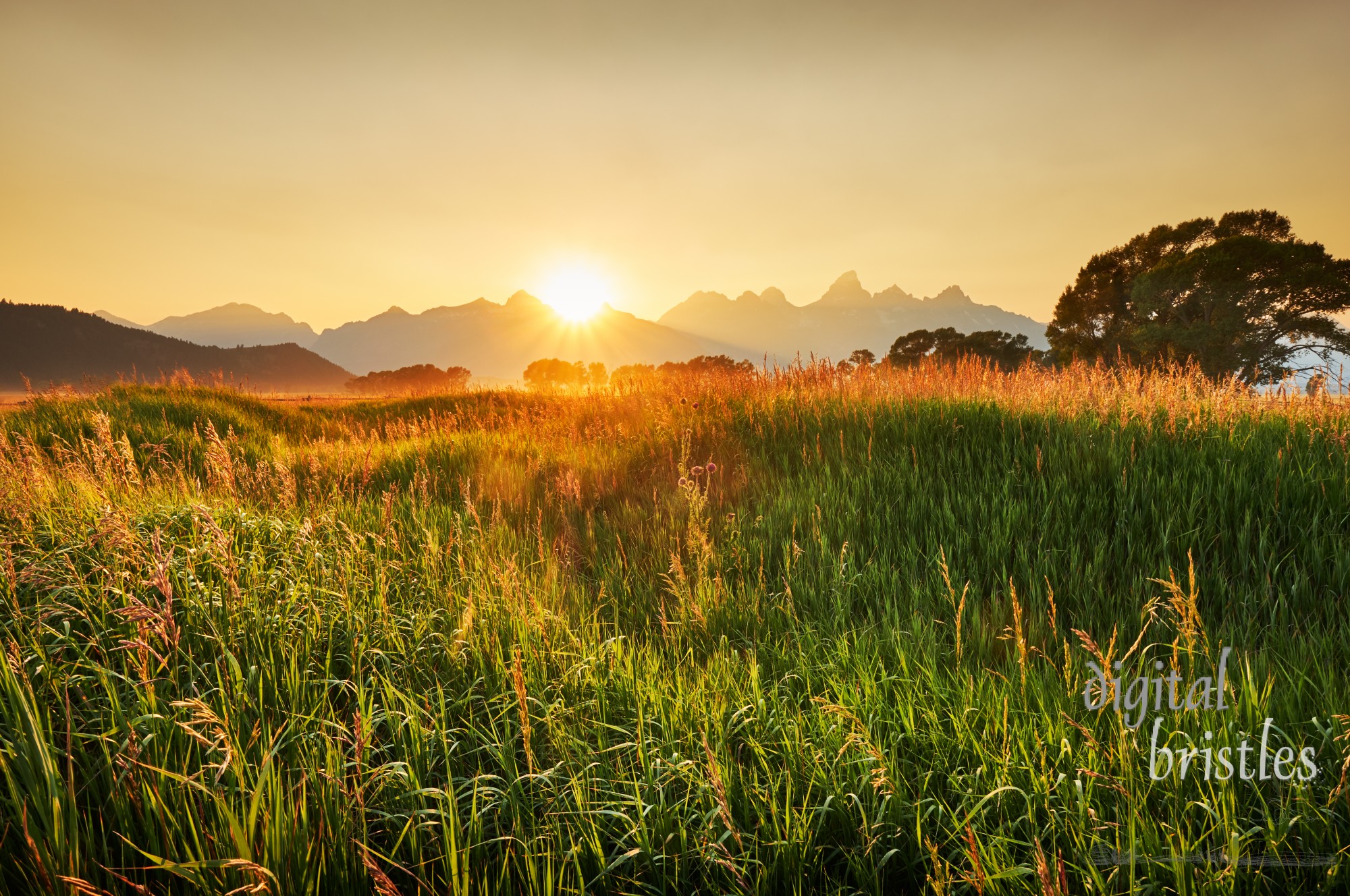 Sun sets and lights the long grasses in overgrown fields at Antelope Flats, Grand Teton National Park, Wyoming