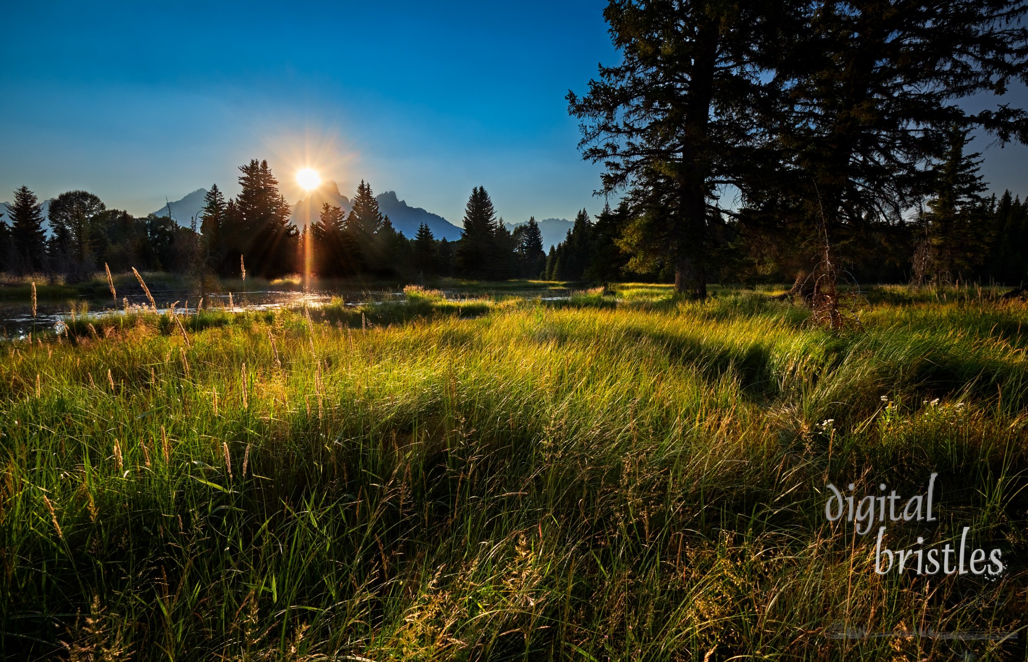 Last rays of daylight catch grasses  by the Beaver Dam on the Snake River. Grand Teton National Park, Wyoming