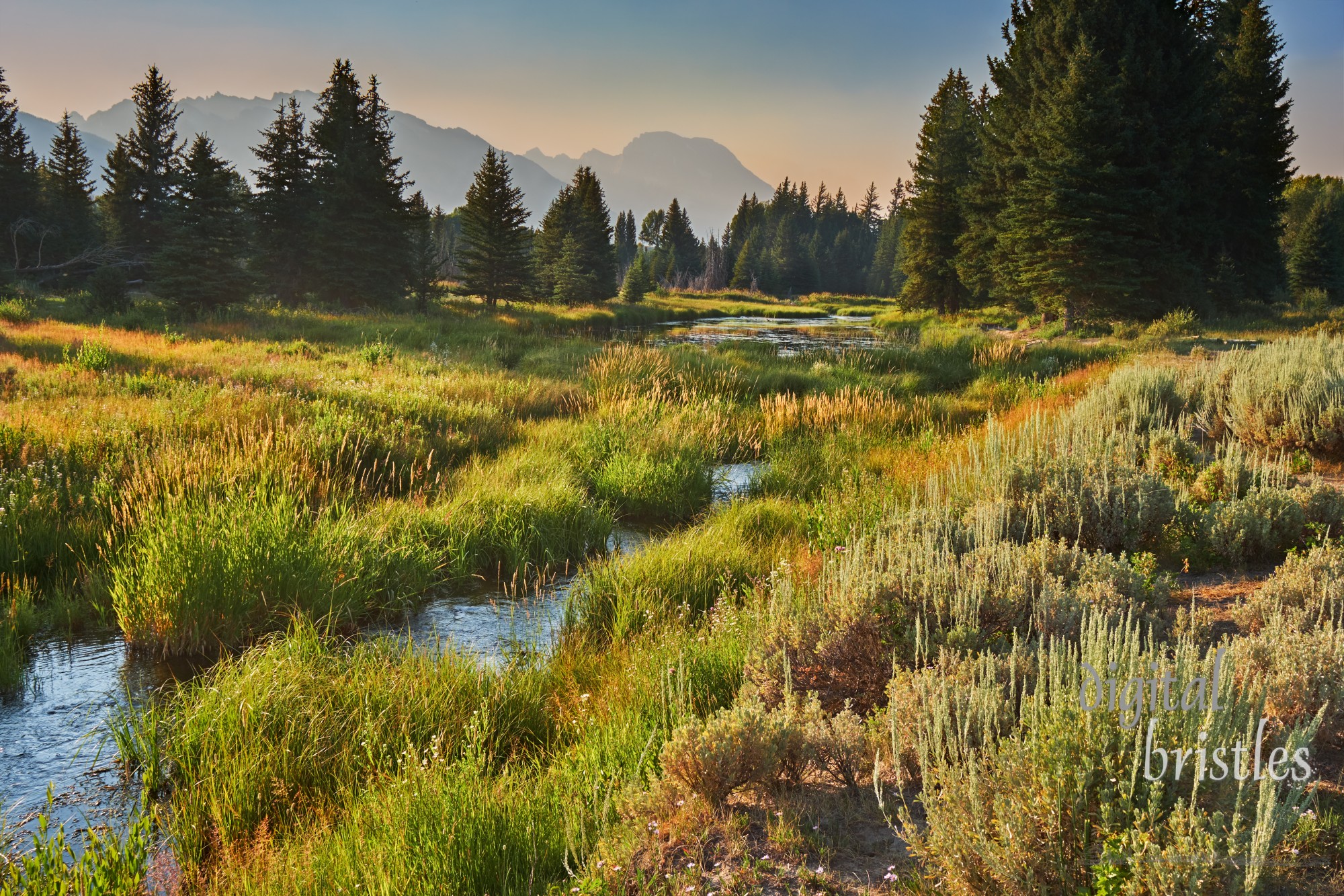 Late afternoon sun lights up the sage brush, grasses and reeds on a branch of the Snake River near Beaver Dam. Grand Teton National Park, Wyoming