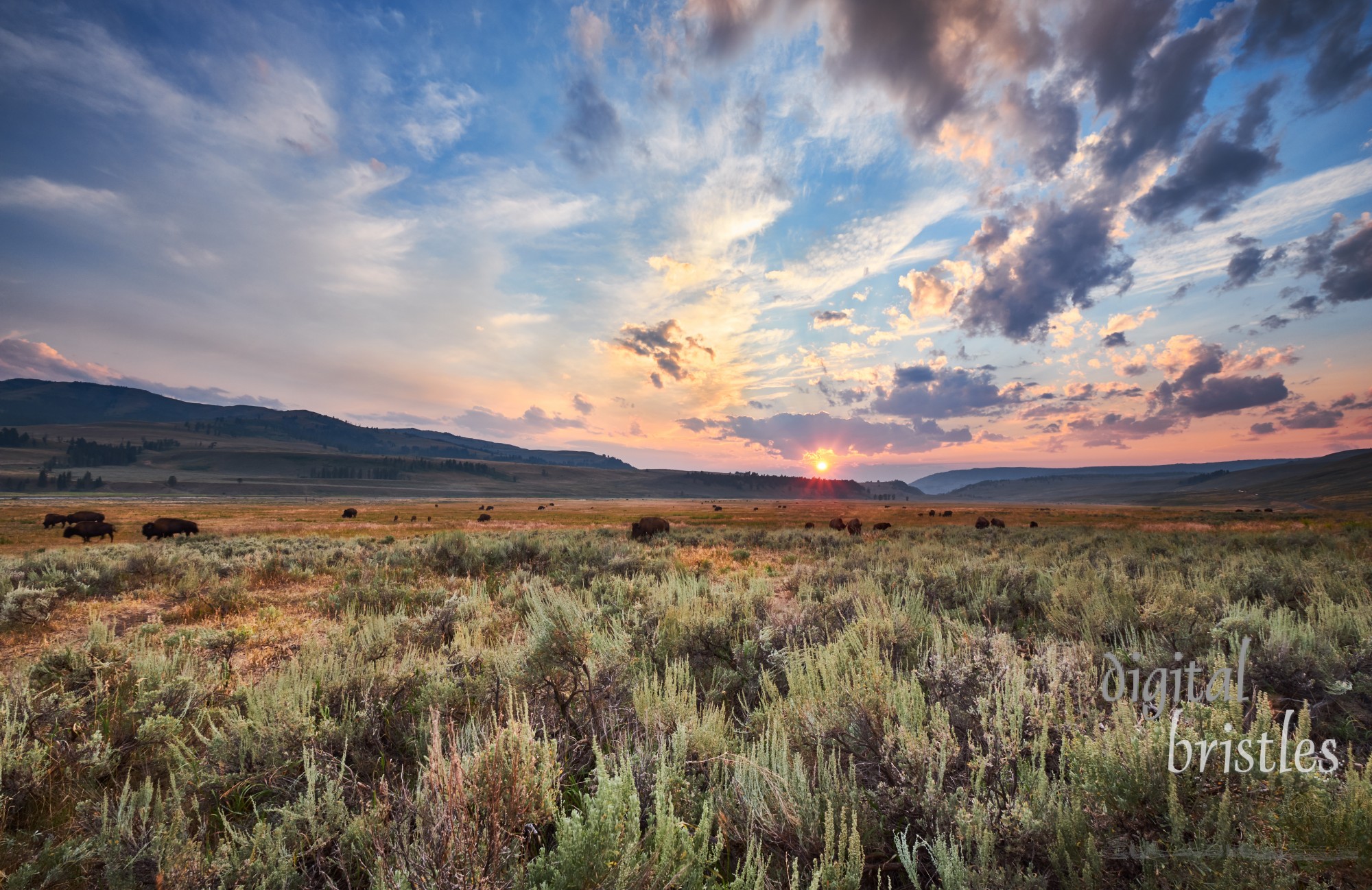 A bison herd meanders through the Lamar Valley as the sun is about to set over Yellowstone National Park, Wyoming