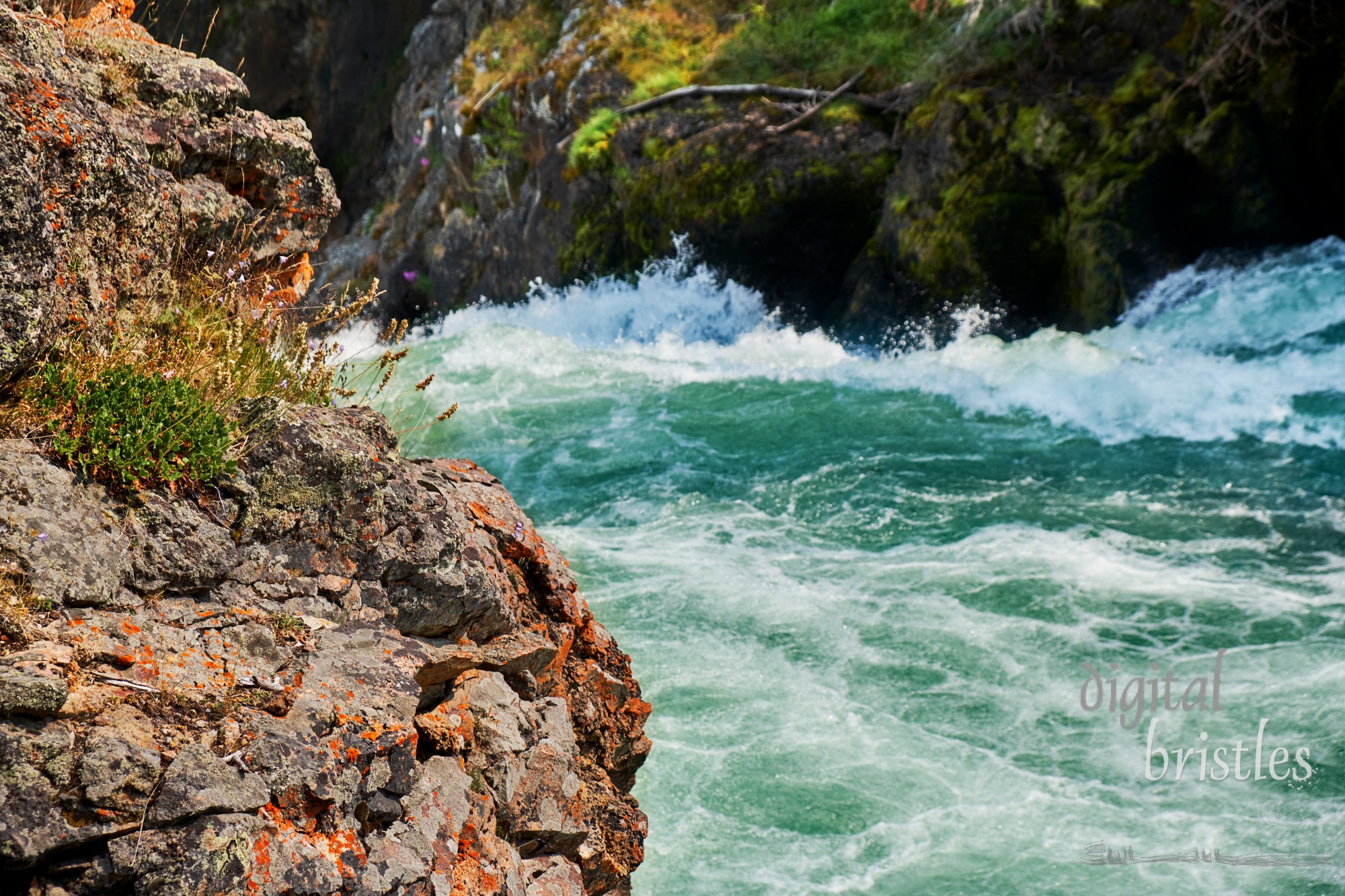 Rocks by Yellowstone’s Upper Falls host a garden of lichen, moss and wildflowers. Yellowstone National Park, Wyoming