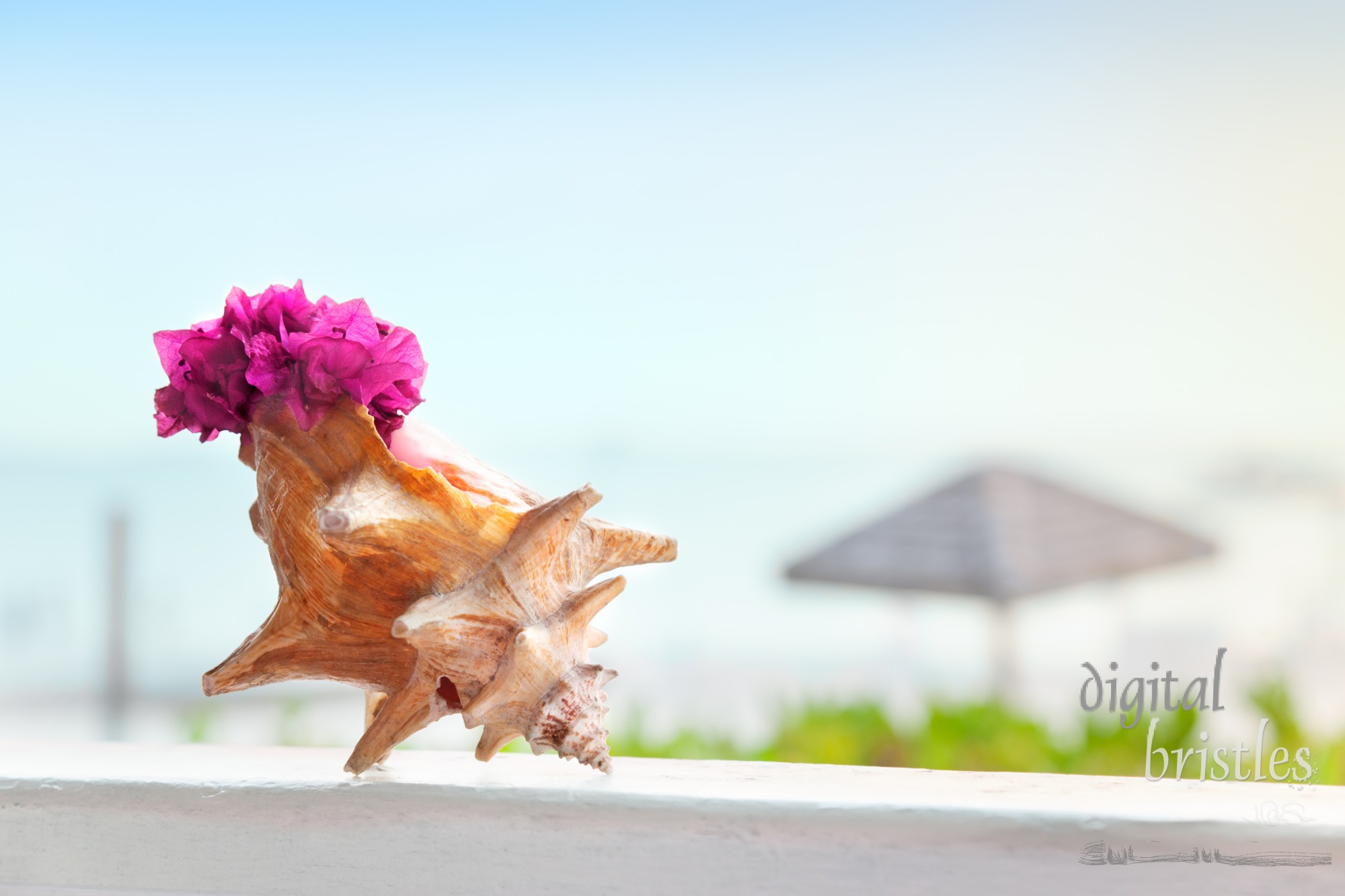 Beachside restaurant decorated with colorful bouganivillea in a graceful conch shell