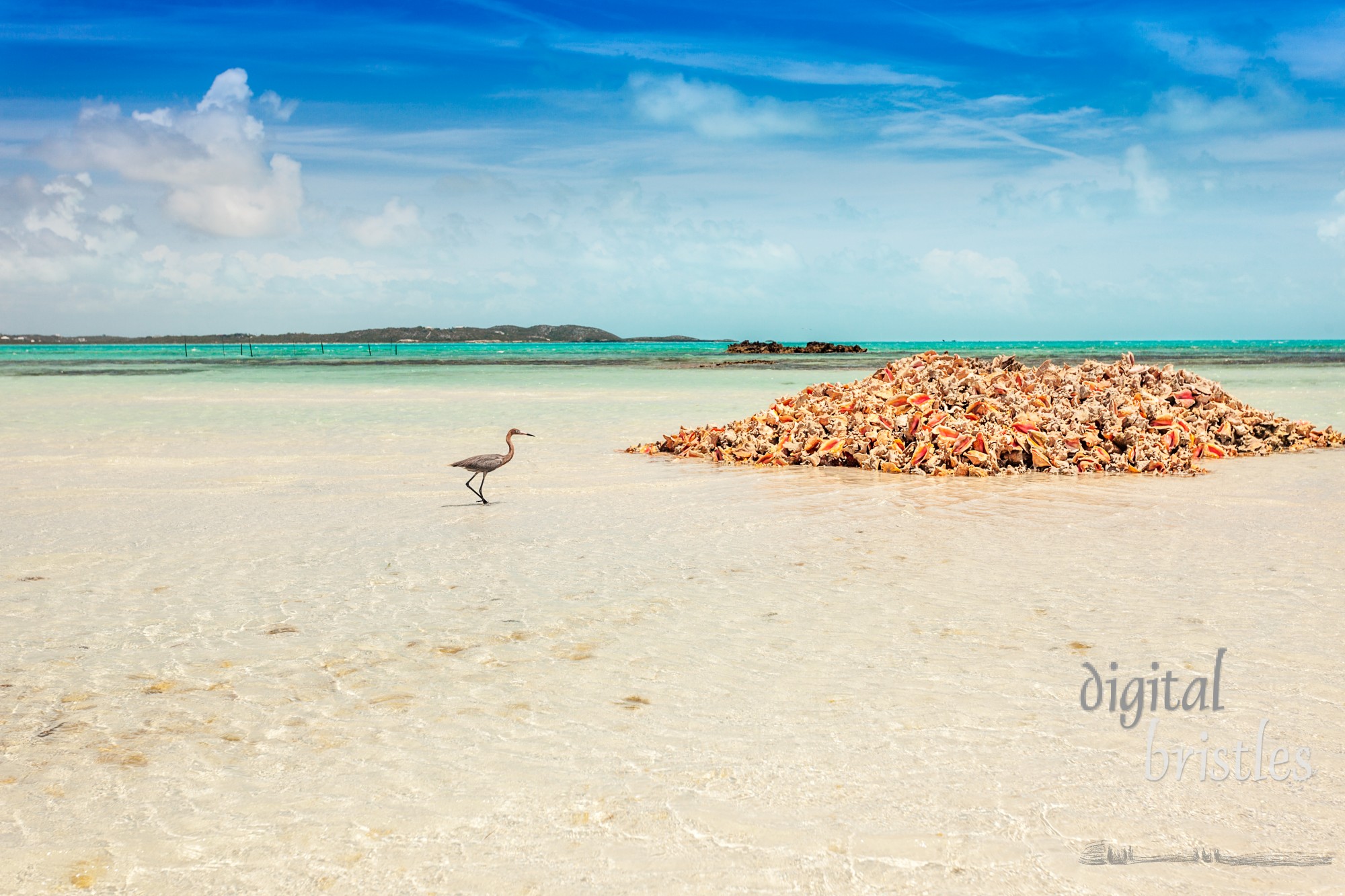 Blue Heron looking for conch scraps in a pile of empty conch shells, Providenciales, Turks and Caicos