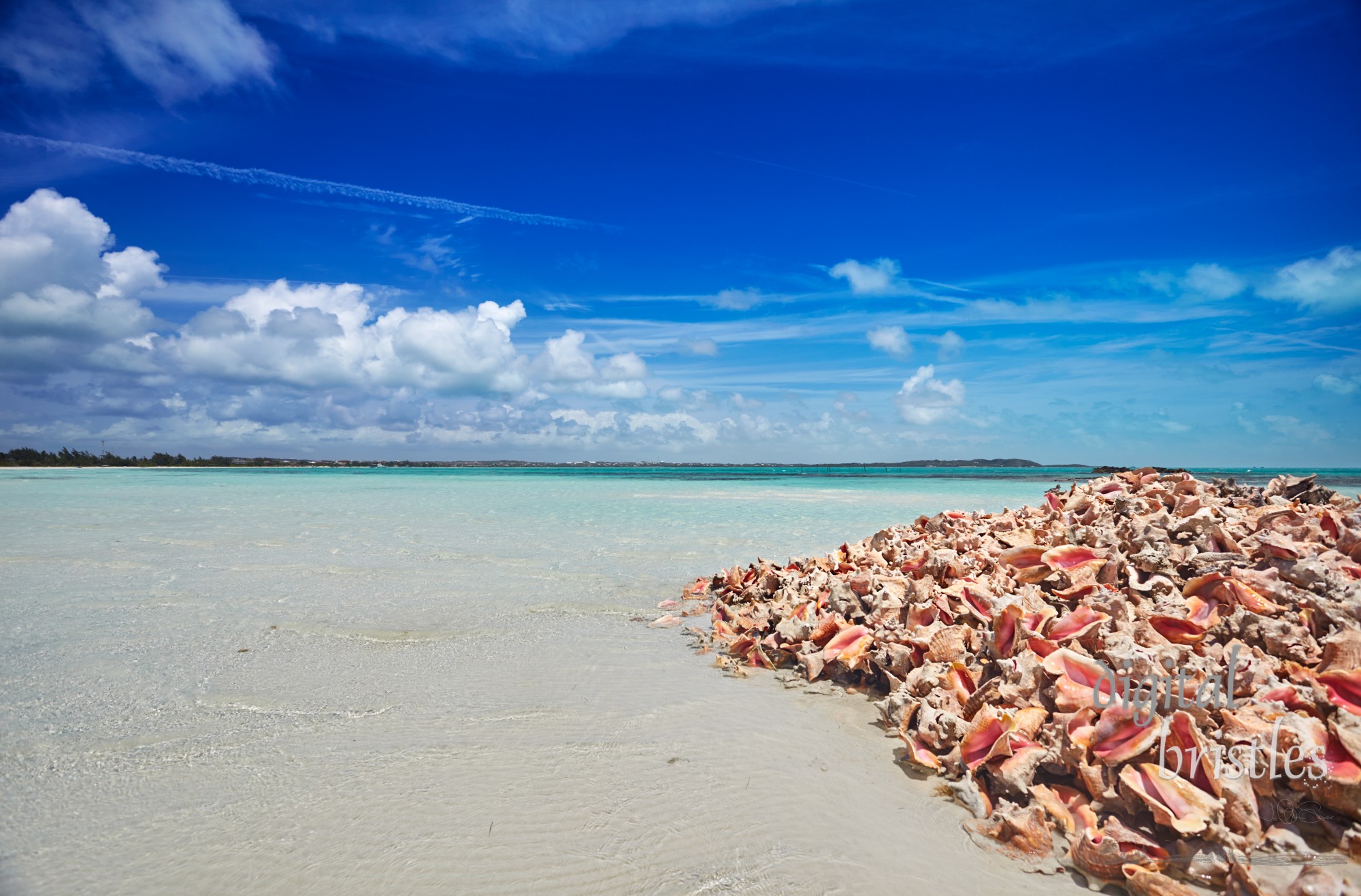 Pile of empty conch shells near a bay front restaurant, Providenciales, Turks and Caicos