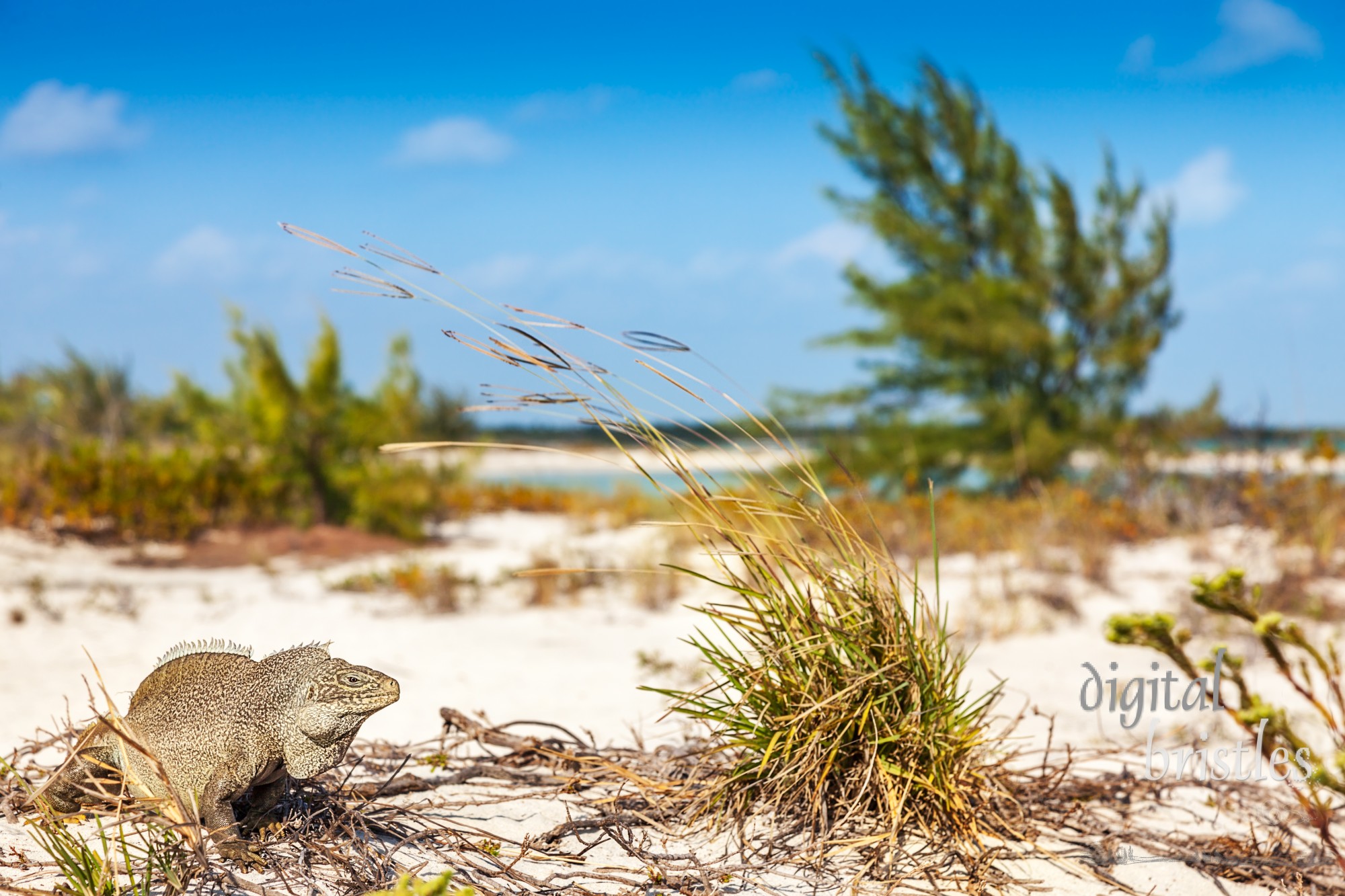 Little Water Cay is known as Iguana Island, Turks and Caicos