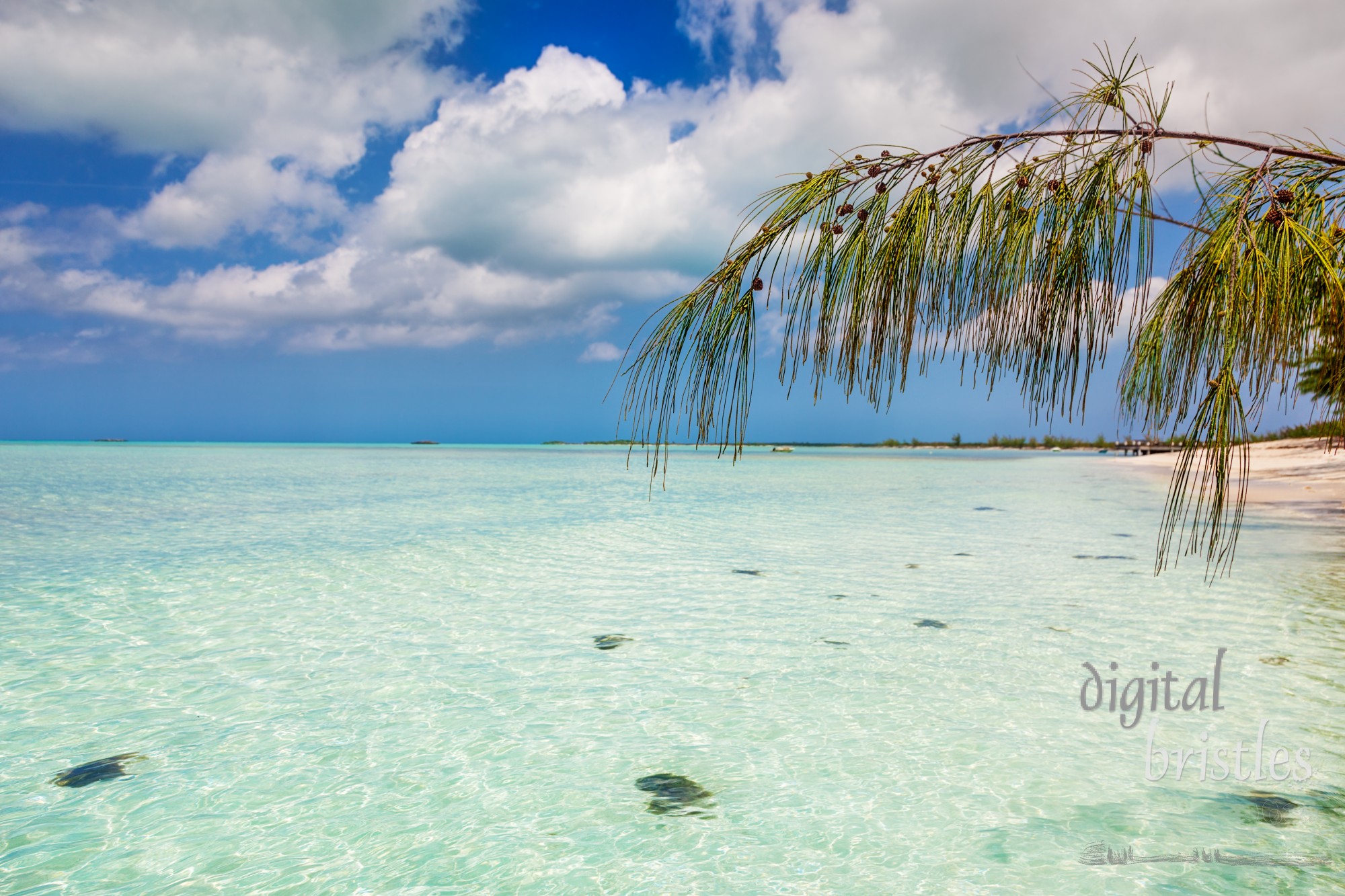 Bambarra Beach, Middle Caicos, is lined with Casuarina trees (also known as Australian Pine)