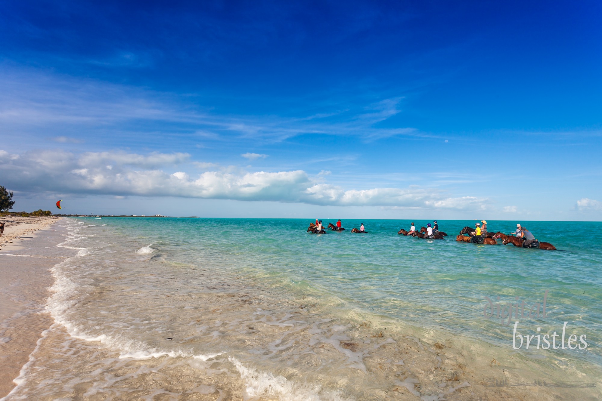 Providenciales, Turks and Caicos Islands - April 11, 2014. Provo Ponies leads an afternoon trail ride and swim on Long Bay Beach, with kite surfers in the distance.